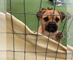 Small #5 Border Terrier