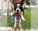 Small Photo #29 Bernedoodle-Bluetick Coonhound Mix Puppy For Sale in RINGTOWN, PA, USA