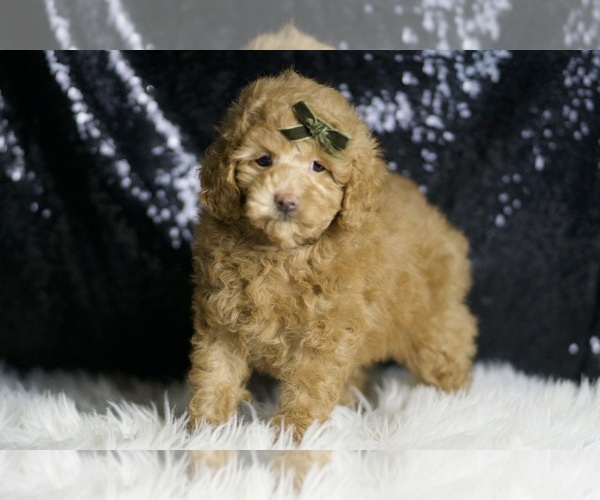 Medium Photo #10 Maltipoo Puppy For Sale in WARSAW, IN, USA