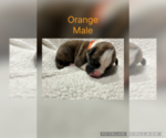 Puppy Orange Boxer