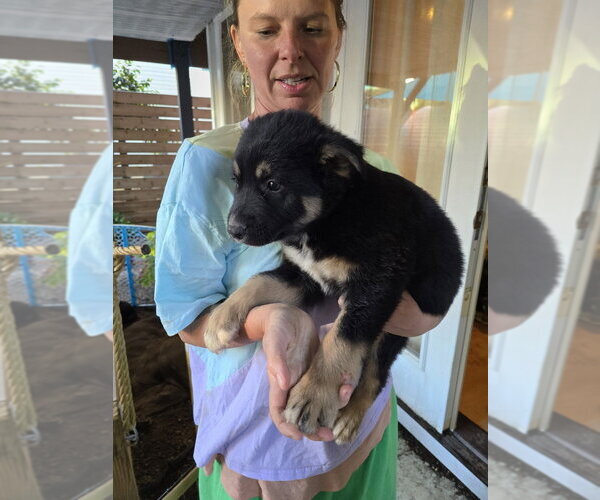 Medium Photo #6 Mutt Puppy For Sale in Pacifica, CA, USA