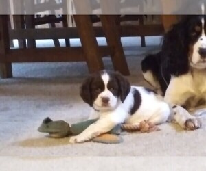 English Springer Spaniel Puppy for sale in TERRYVILLE, CT, USA