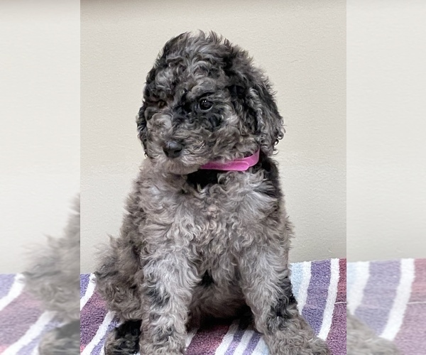 Medium Photo #1 Poodle (Standard) Puppy For Sale in DOOLIE, NC, USA