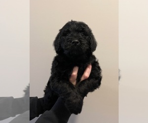 Goldendoodle Puppy for sale in CLARKSVILLE, TN, USA
