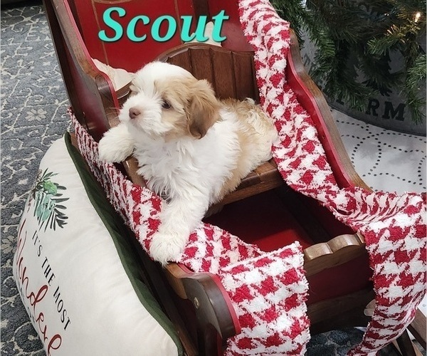 Medium Photo #2 Havanese Puppy For Sale in ALBION, PA, USA