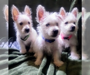 West Highland White Terrier Puppy for sale in SANTA FE, TX, USA