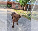 BENSON - Male American Staffordshire Terrier-Unknown Mix Dog for Adoption - Small photo