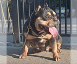 Small Photo #1 American Bully Puppy For Sale in VALLEJO, CA, USA