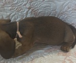 Small Photo #12 Dachshund Puppy For Sale in WILEY, CO, USA