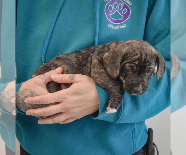 Medium Photo #2 Beagle-Unknown Mix Puppy For Sale in Huntley, IL, USA