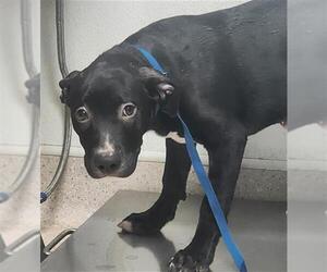 Labrador Retriever-Unknown Mix Dogs for adoption in Bakersfield, CA, USA