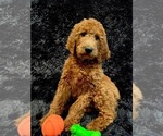 Small Photo #2 Goldendoodle Puppy For Sale in GREENBRIER, AR, USA