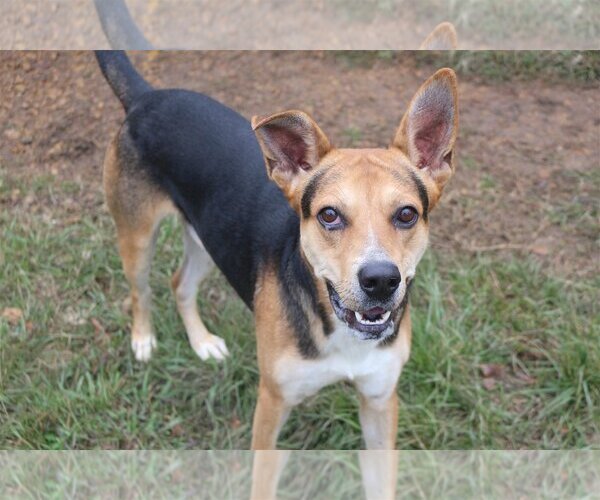 Medium Photo #2 Mutt Puppy For Sale in Jackson, MS, USA