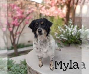 Border Collie Dogs for adoption in Highland, IL, USA