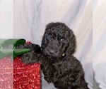 Small Photo #3 Goldendoodle Puppy For Sale in HUNTSVILLE, AL, USA