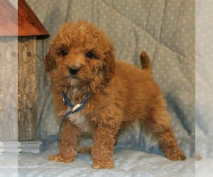 Goldendoodle-Poodle (Miniature) Mix Puppy for sale in PARADISE, PA, USA