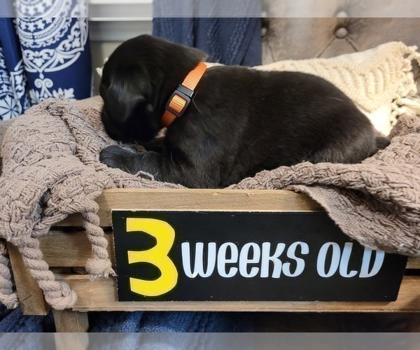 Medium Photo #16 Labrador Retriever Puppy For Sale in BONAIRE, GA, USA