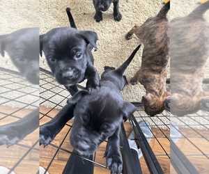 Rottweiler-American Pit Bull Terrier Puppy for sale in APPLE VALLEY, CA, USA