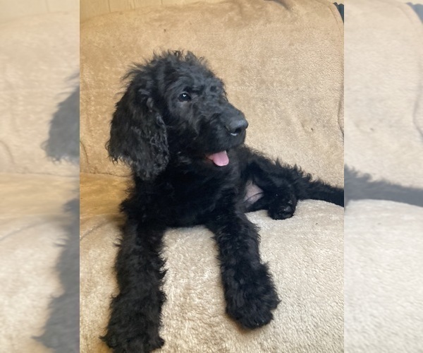 Medium Photo #1 Labradoodle Puppy For Sale in EAST FREETOWN, MA, USA