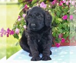 Small Photo #1 Goldendoodle-Poodle (Standard) Mix Puppy For Sale in NARVON, PA, USA