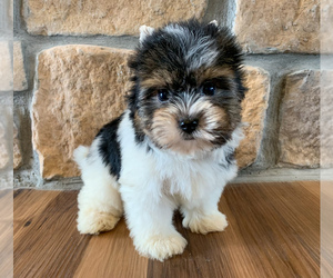 Biewer Terrier Puppy for sale in WINSLOW, AR, USA