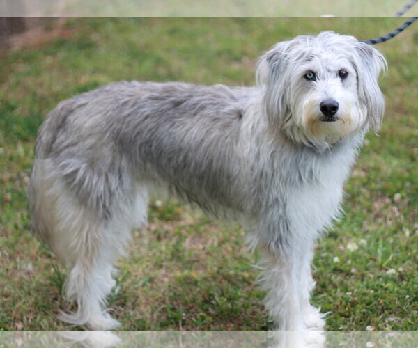 Medium Photo #6 Poodle (Standard)-Siberian Husky Mix Puppy For Sale in Cookeville, TN, USA