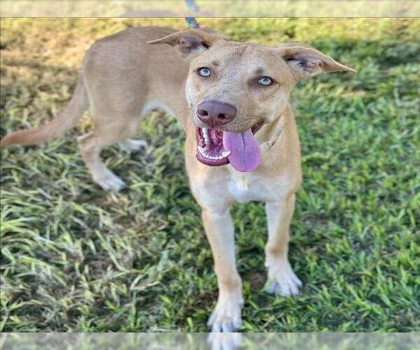 Medium Photo #1 Labrador Retriever-Unknown Mix Puppy For Sale in Conroe, TX, USA