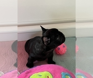 French Bulldog Puppy for Sale in BLUEFIELD, West Virginia USA
