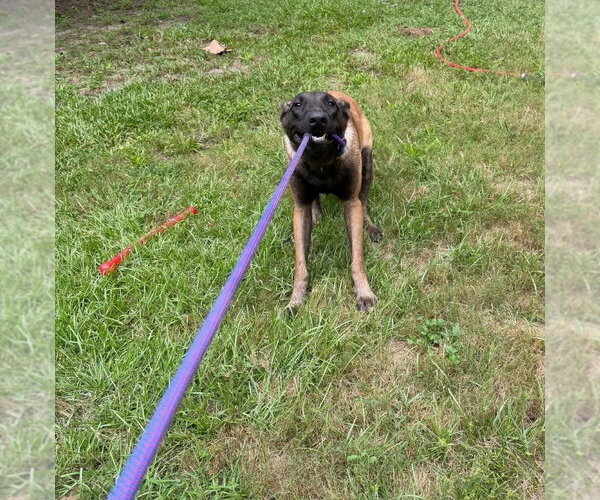 Medium Photo #2 Mutt Puppy For Sale in Imlay City, MI, USA