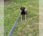 Small #1 Mutt
