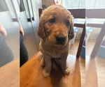 Puppy Dark green Golden Retriever