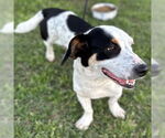 Small #8 Basset Hound Mix
