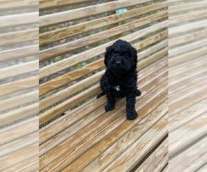 Labradoodle Puppy for sale in SPENCER, TN, USA