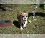 Small Photo #17 Olde English Bulldogge Puppy For Sale in OVERLAND, KS, USA