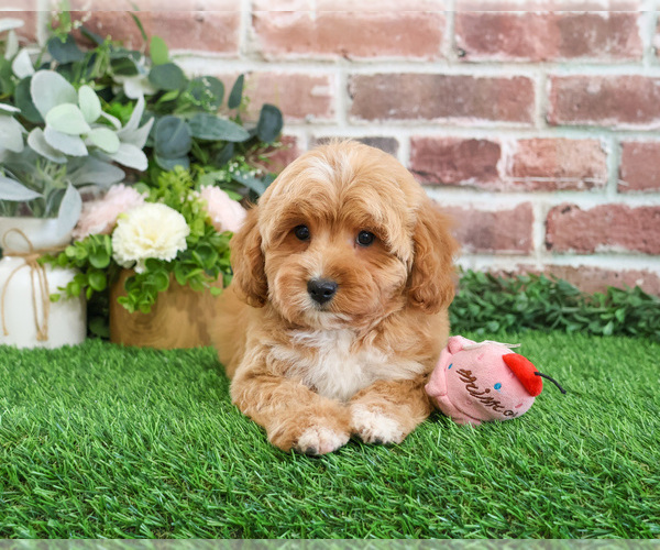 Medium Photo #11 Goldendoodle mix (+ Poodle Miniature) Puppy For Sale in SYRACUSE, IN, USA