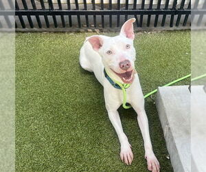 Mutt Dogs for adoption in Waco, TX, USA