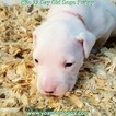 Small Photo #202 Dogo Argentino Puppy For Sale in JANE, MO, USA