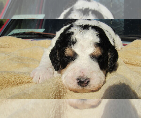Medium Photo #8 Bernedoodle Puppy For Sale in BIG ROCK, IL, USA