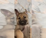 Small Photo #34 German Shepherd Dog Puppy For Sale in ANKENY, IA, USA