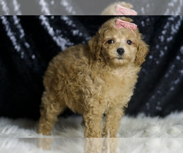 Medium Photo #9 Poodle (Toy) Puppy For Sale in WARSAW, IN, USA
