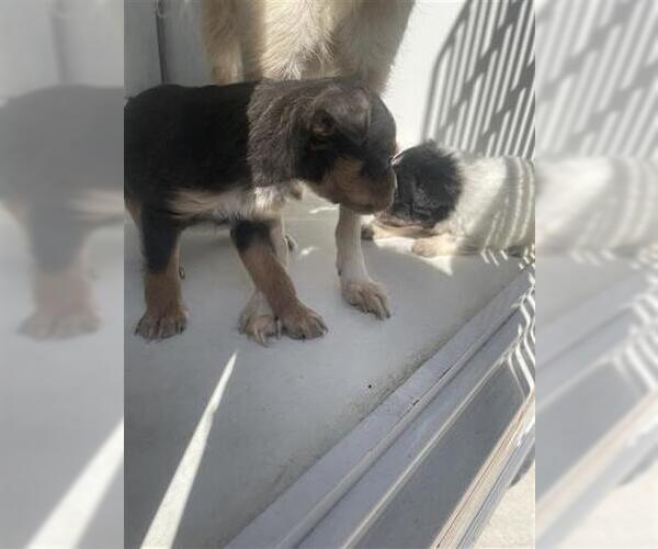 Medium Photo #1 Chihuahua Puppy For Sale in Houston, TX, USA