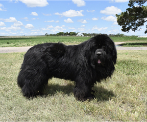 Father of the Newfoundland puppies born on 07/30/2026