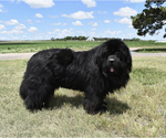 Small Photo #1 Newfoundland Puppy For Sale in CAMBRIDGE, NE, USA
