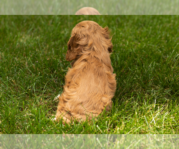 Medium Photo #11 Cocker Spaniel Puppy For Sale in NAPPANEE, IN, USA