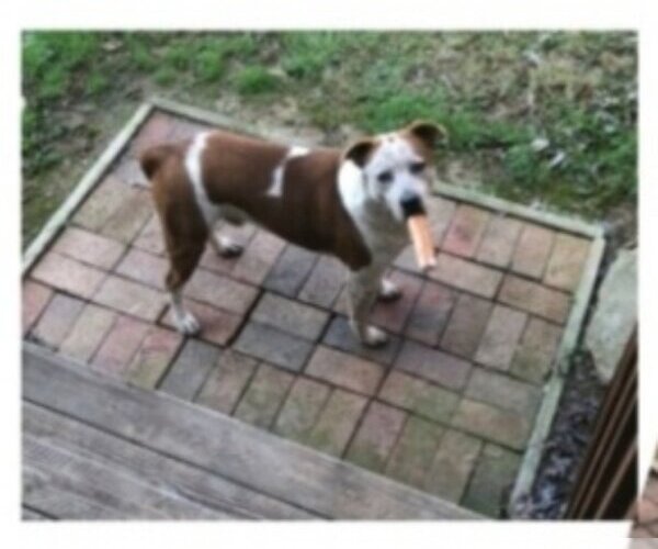 Medium Photo #10 Boxer-Brittany Mix Puppy For Sale in Winston Salem, NC, USA