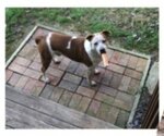 Small #9 Boxer-Brittany Mix