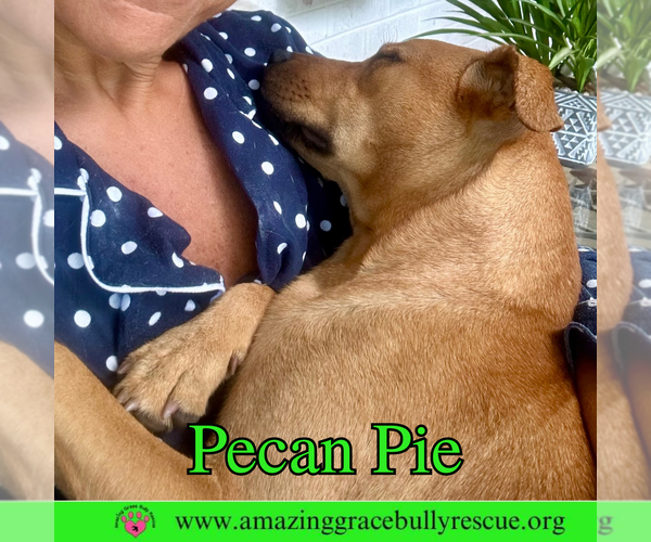 Medium Photo #2 Mutt Puppy For Sale in Pensacola, FL, USA