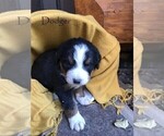 Small Photo #6 Bernese Mountain Dog Puppy For Sale in BONNERS FERRY, ID, USA