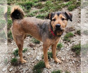 Airedale Terrier Dogs for adoption in Walnutport, PA, USA