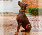 Small Photo #88 Doberman Pinscher Puppy For Sale in FORT LAUDERDALE, FL, USA